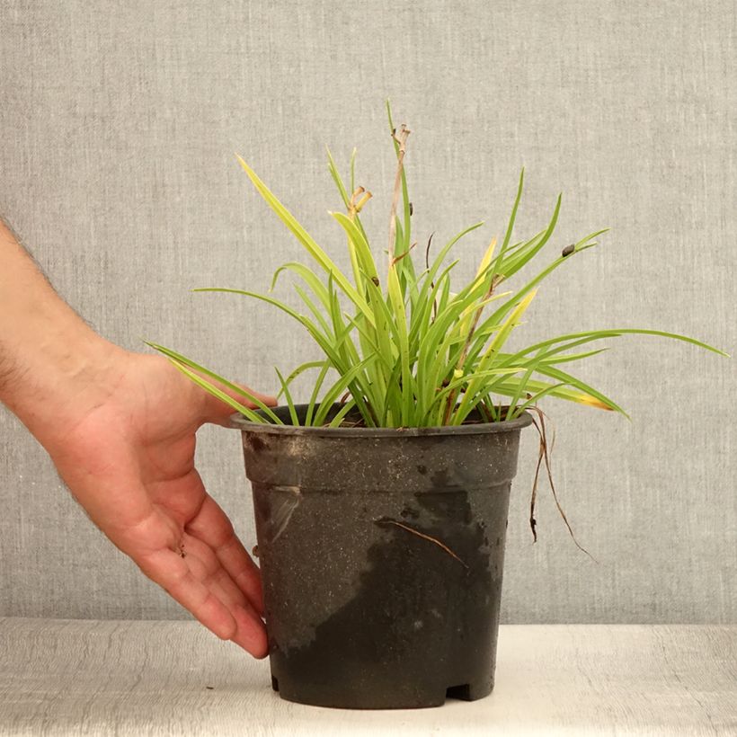 Spécimen de Hemerocallis Everydaylily Rose - Lis d'un jour  Pot de 2L/3L tel que livré en été