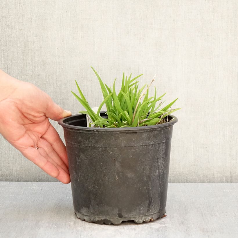 Spécimen de Hemerocallis Everydaylily Rose - Lis d'un jour  Pot de 2L/3L tel que livré au printemps