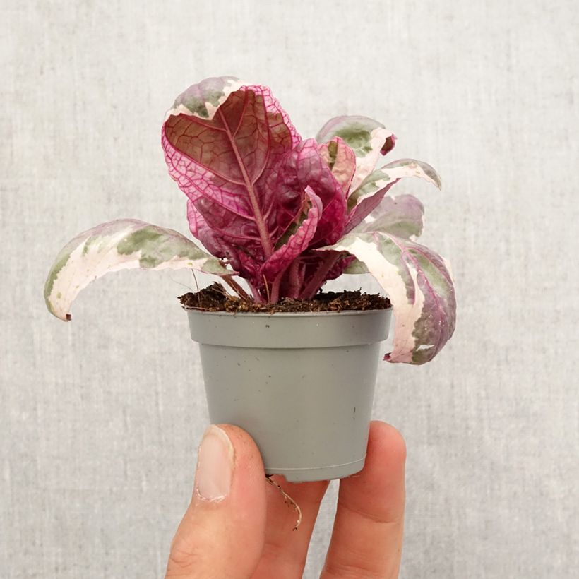 Example of Hemigraphis Snow White Mini-plante as you get in printemps