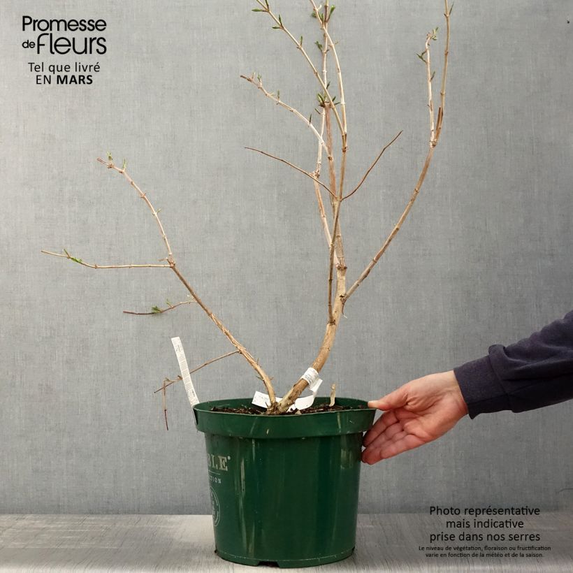 Spécimen de Heptacodium miconioides Pot de 7,5L/10L tel que livré au printemps