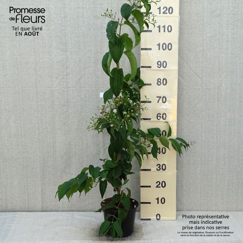 Spécimen de Heptacodium miconioides Temple of Bloom - Arbre aux sept fleurs Pot de 4L/5L tel que livré en été