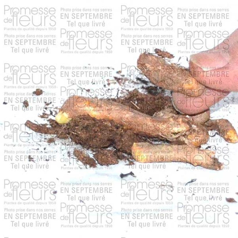 Exemple de spécimen de Hermodactylus tuberosus ou Iris tuberosa Bulbe tel que livré