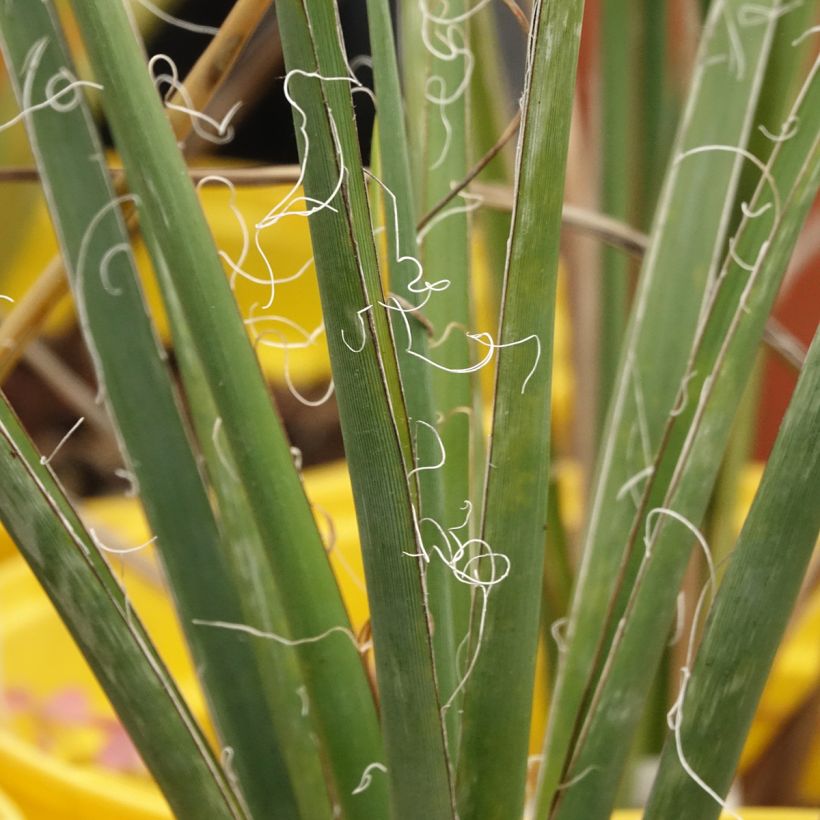 Hesperaloe parviflora Arizona Sunrise - Yucca rouge (Feuillage)