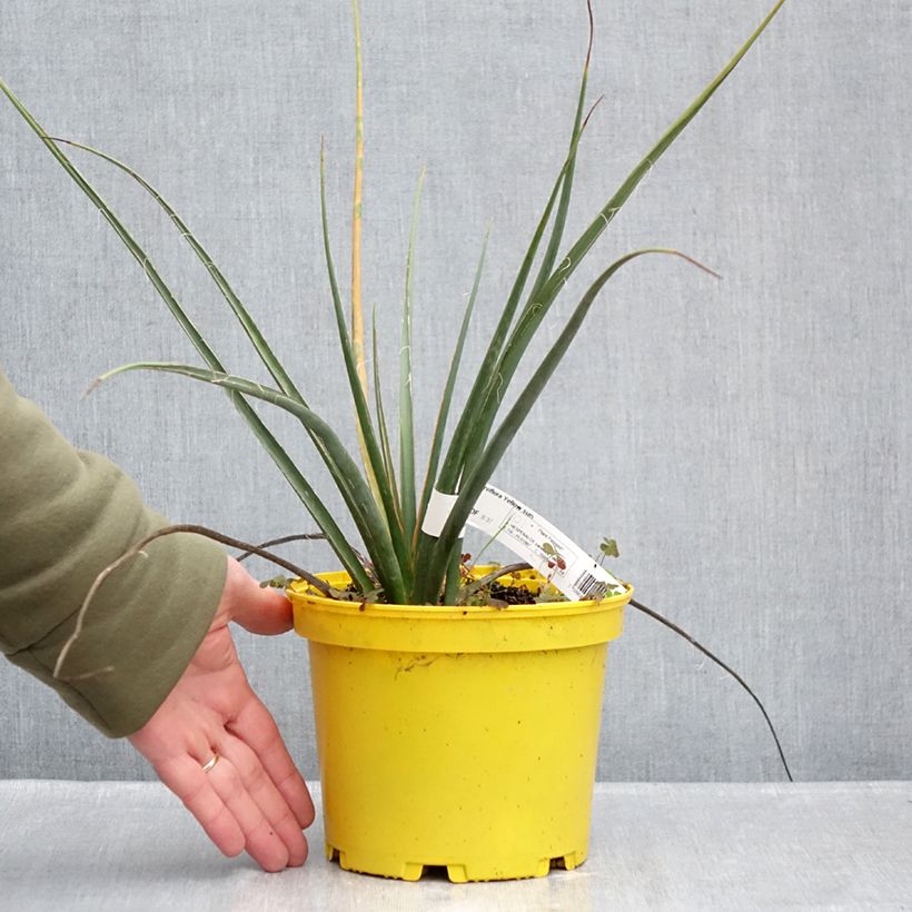 Spécimen de Hesperaloe parviflora Yellow Sun - Yucca rouge Pot de 3L/4L tel que livré en hiver