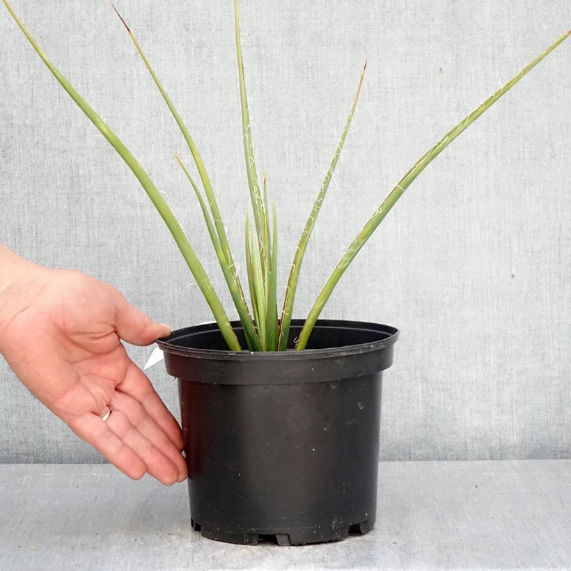 Spécimen de Hesperaloe parviflora Yellow Sun - Yucca rouge Pot de 3L/4L tel que livré au printemps