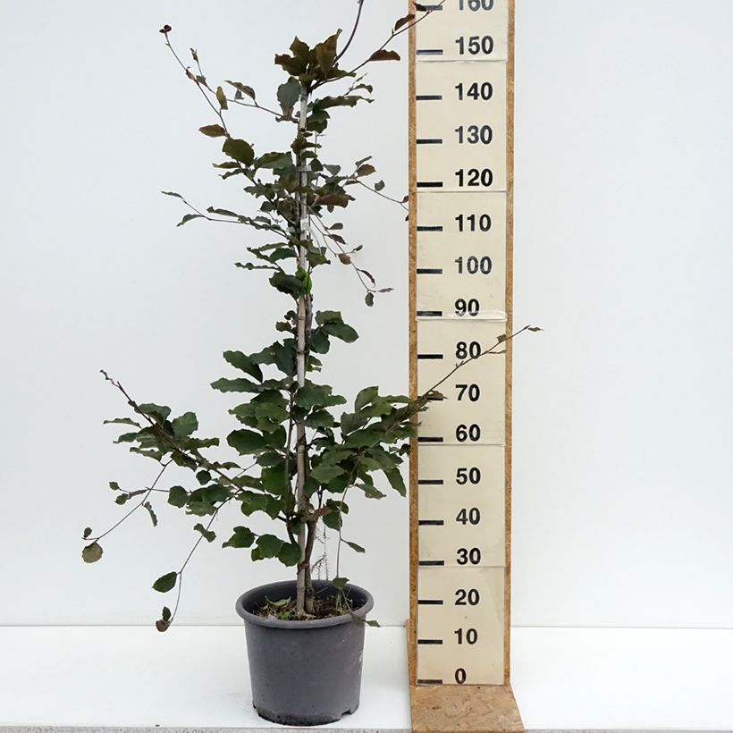 Spécimen de Hêtre pourpre - Fagus sylvatica Riversii Pot de 12L/15L, Baliveau tel que livré en été