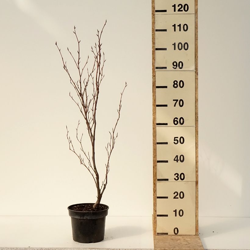 Spécimen de Hêtre pourpre nain - Fagus sylvatica Purpurea Nana Pot de 7,5L/10L tel que livré en hiver