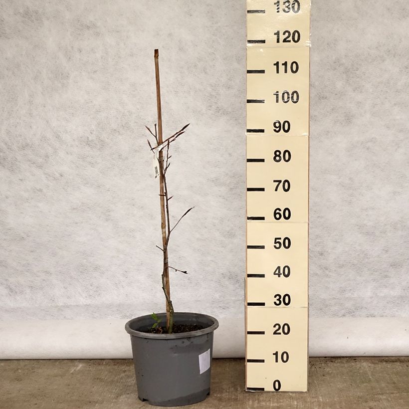 Spécimen de Hêtre pourpre panaché - Fagus sylvatica Purpurea Tricolor Pot de 6L/7L tel que livré au printemps