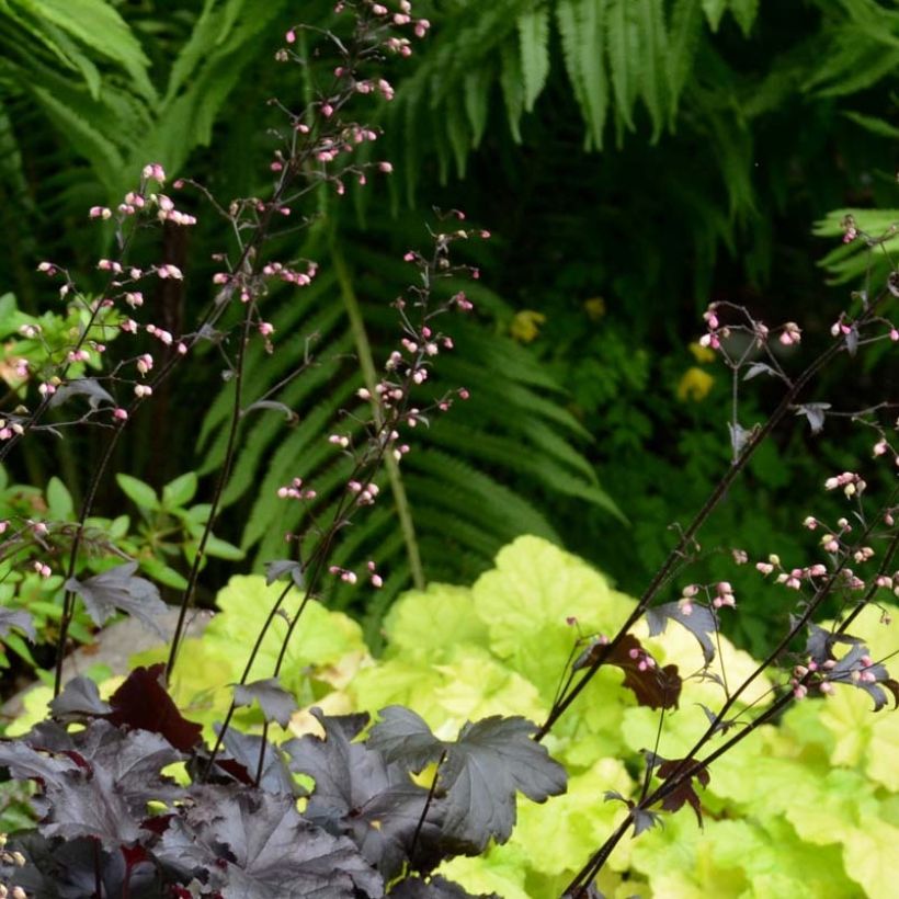 Heuchère - Heuchera Black Pearl  (Flowering)