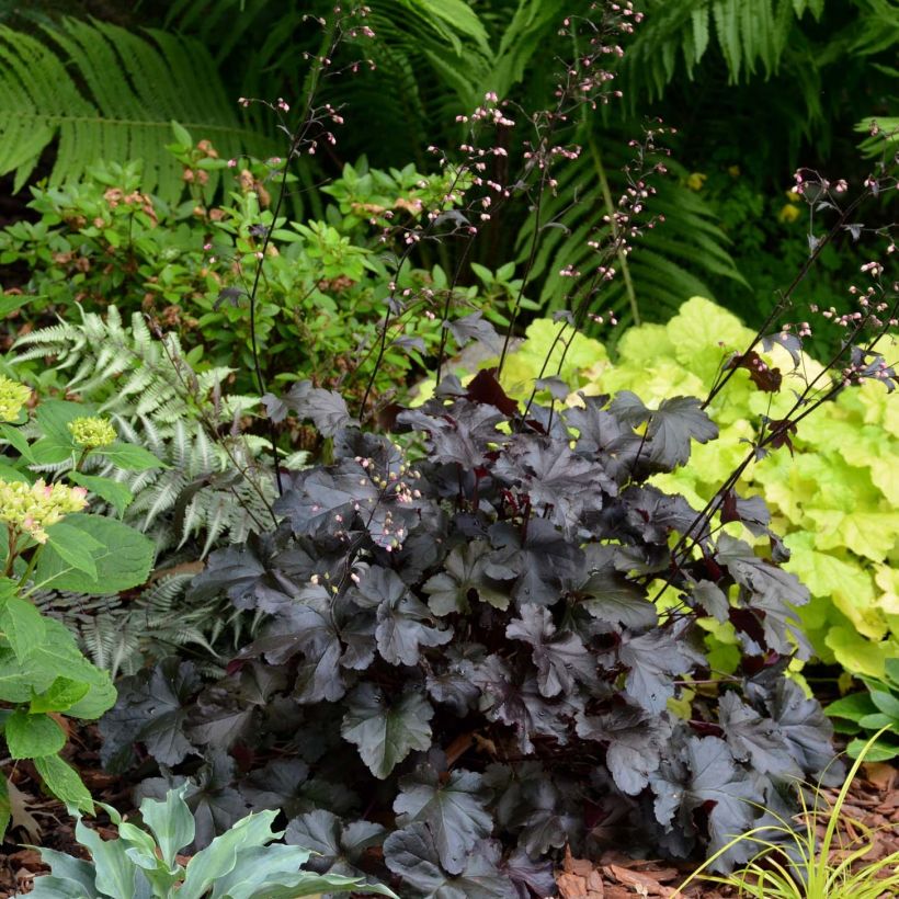 Heuchère - Heuchera Black Pearl  (Plant habit)