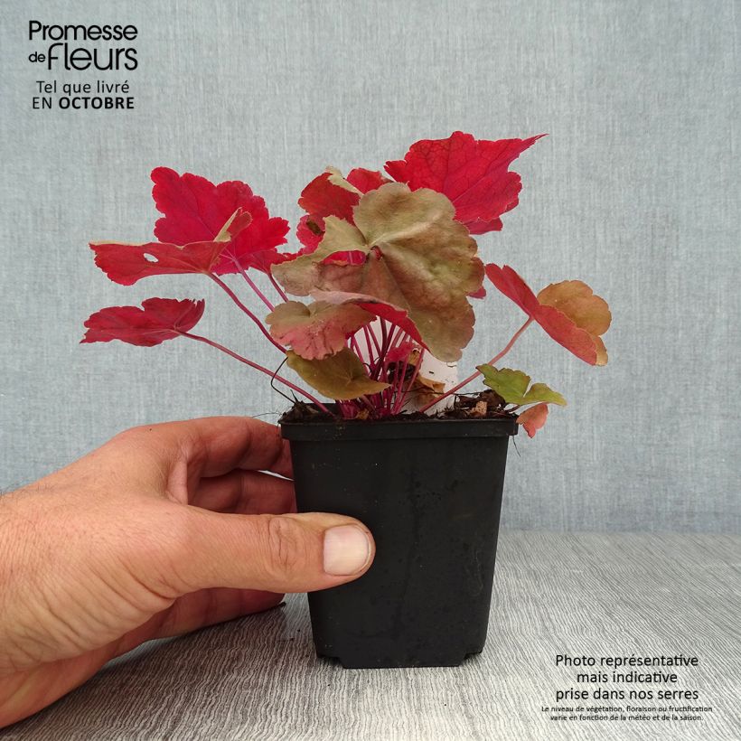 Spécimen de Heuchère - Heuchera Caribbean Sea Godet de 8/9 cm tel que livré en automne