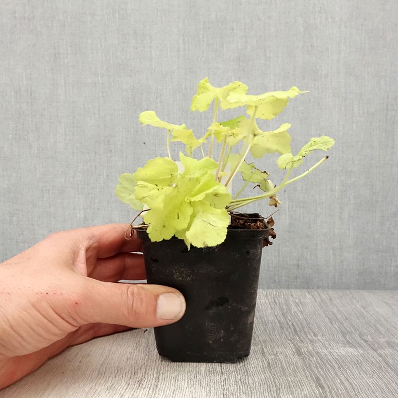 Example of Heuchera citronelle Godet de 8/9 cm as you get in printemps