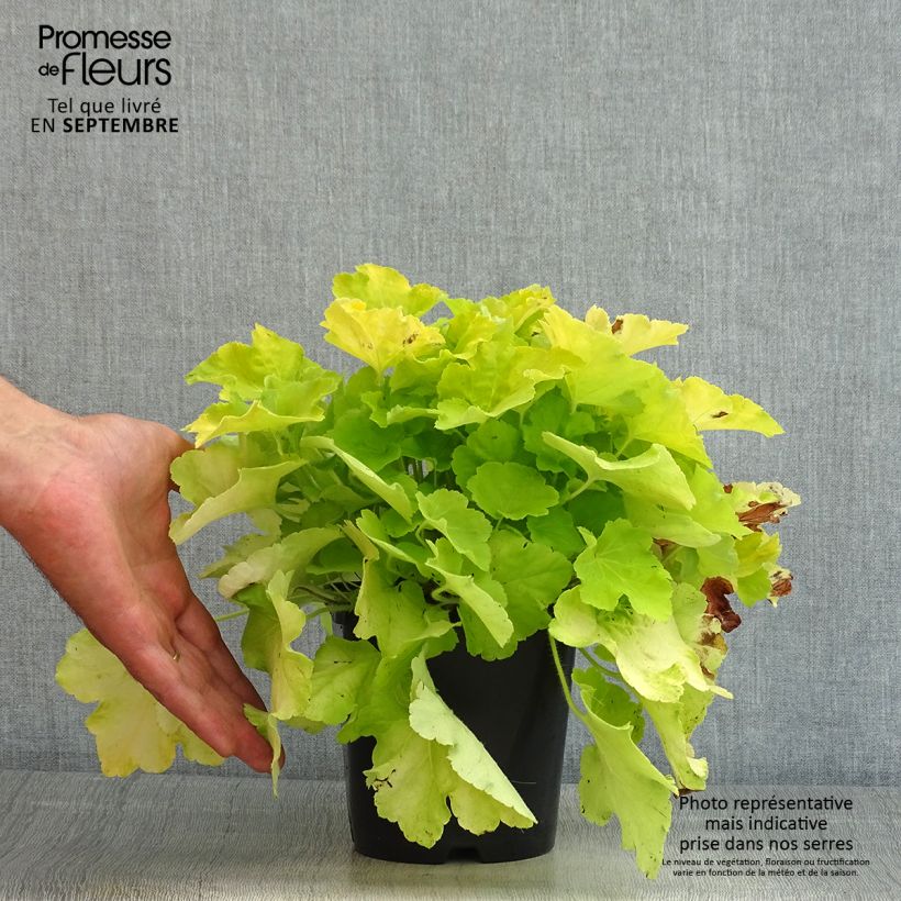Spécimen de Heuchère - Heuchera Citronelle Pot de 1,5L/2L tel que livré en été