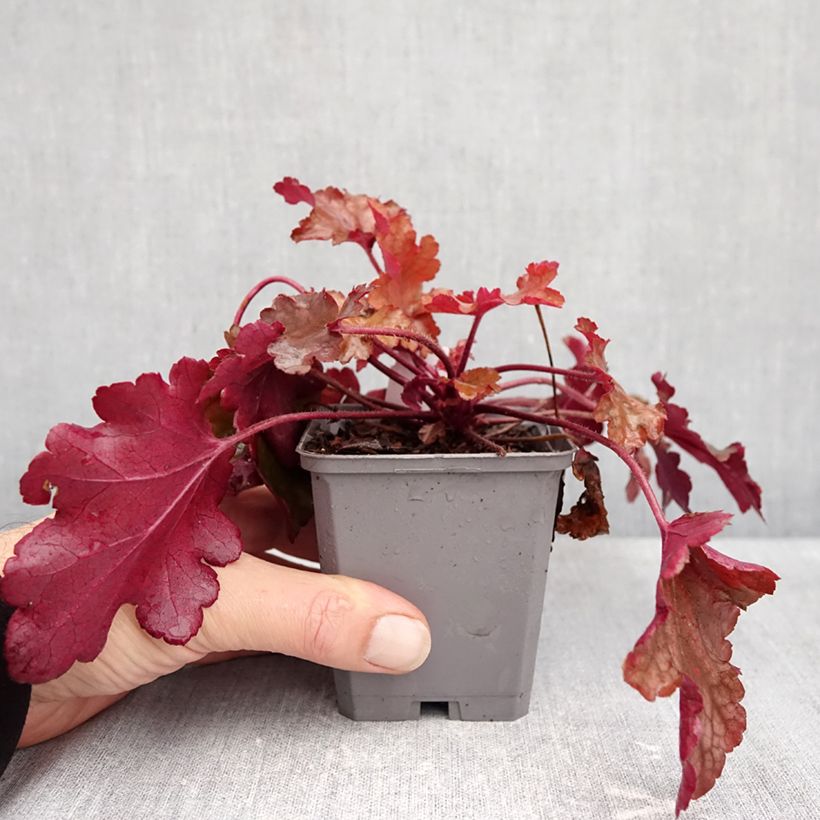 Spécimen de Heuchère - Heuchera Coral Sea Godet de 8/9 cm tel que livré en automne
