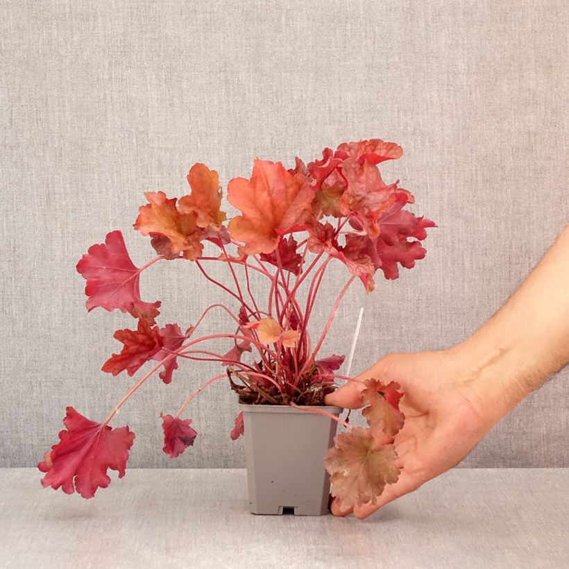 Spécimen de Heuchère - Heuchera Coral Sea Godet de 8/9 cm tel que livré en été
