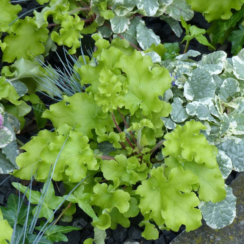 Heuchère - Heuchera Lime Marmalade (Plant habit)