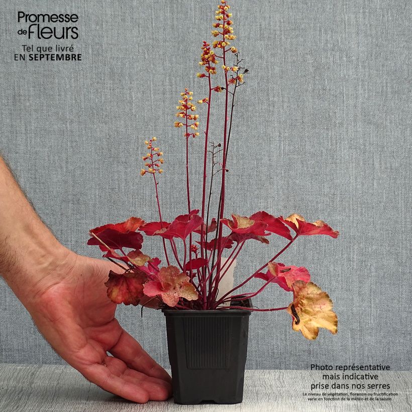 Spécimen de Heuchère - Heuchera Little Cutie Blondie Godet de 8/9 cm tel que livré en été