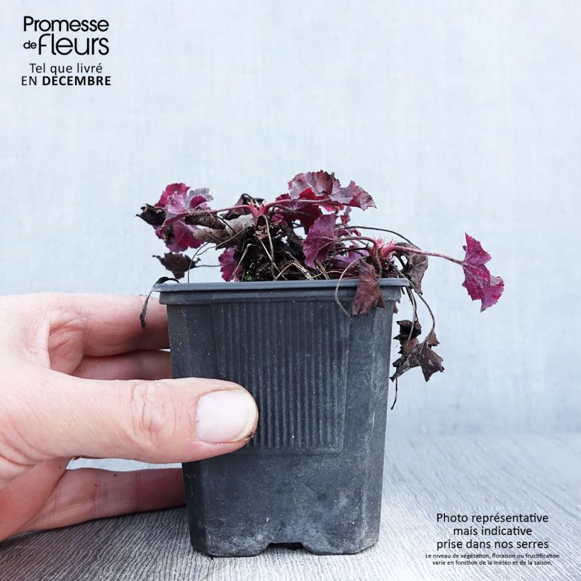 Spécimen de Heuchère - Heuchera Cappuccino Godet de 8/9 cm tel que livré en automne