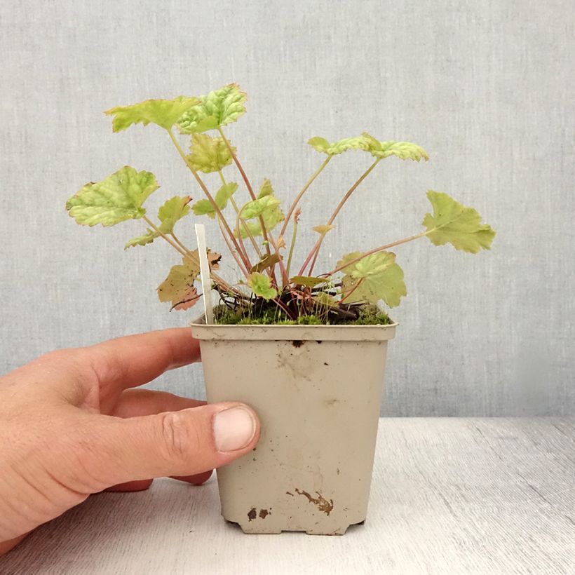Spécimen de Heuchère - Heuchera Mint Frost Godet de 8/9 cm tel que livré en été