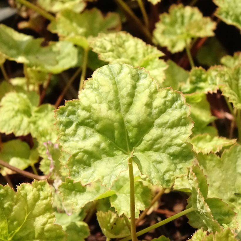 Heuchera mint frost ou menthe glacée (Feuillage)