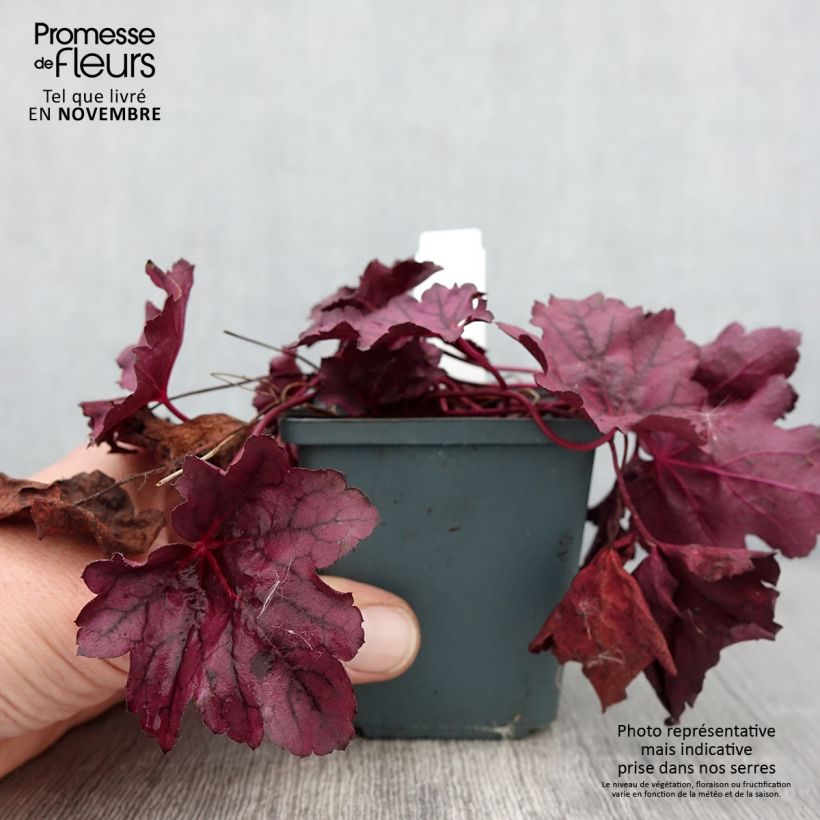Spécimen de Heuchère - Heuchera Pink Panther Godet de 8/9 cm tel que livré en automne