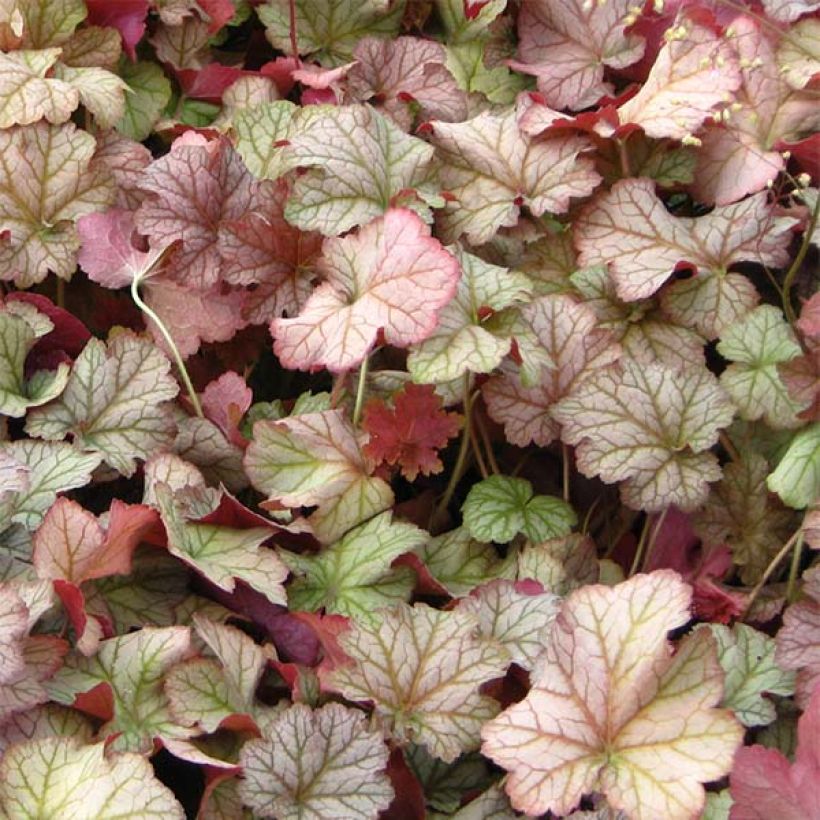 Heuchère - Heuchera Pinot Gris (Foliage)