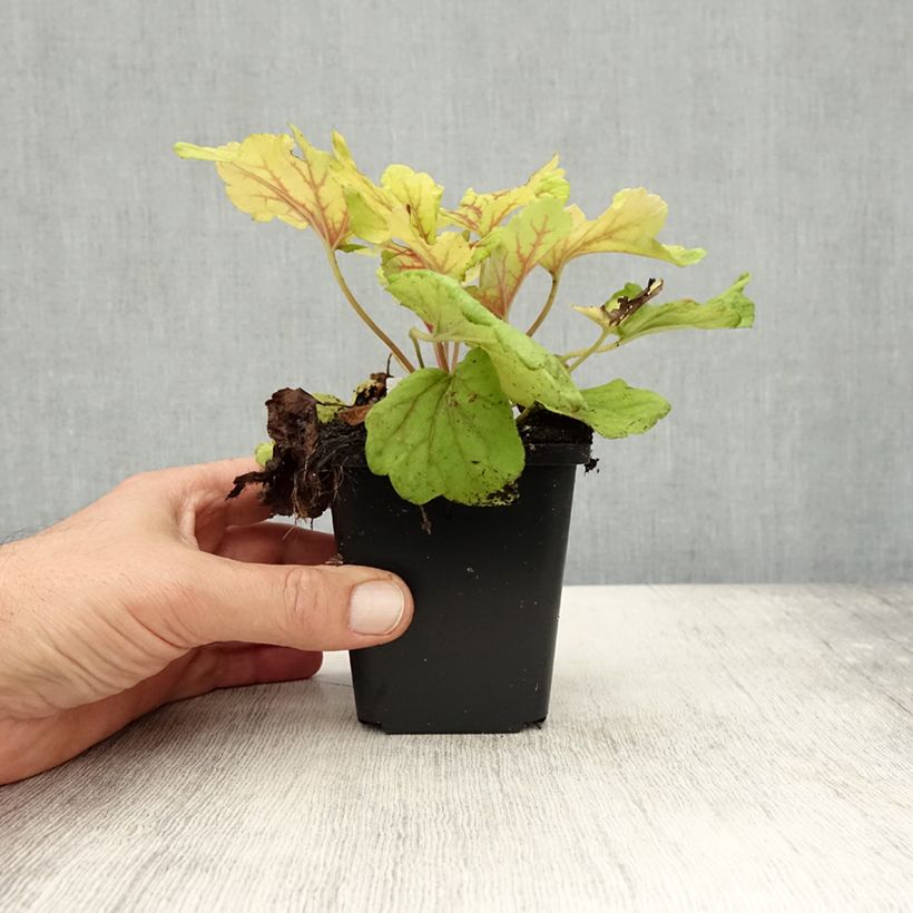 Spécimen de Heuchère - Heuchera Red Lightning  Godet de 8/9 cm tel que livré en automne