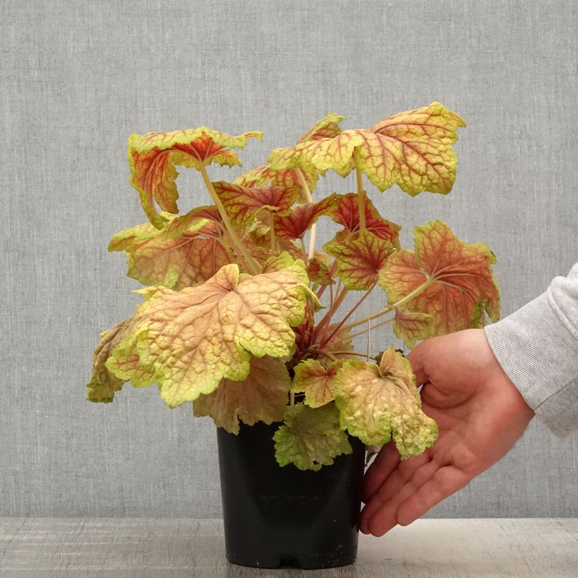 Example of Heuchera Red Lightning - Heuchère Pot de 1,5L/2L as you get in printemps