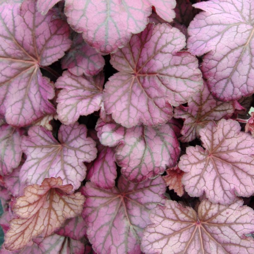 Heuchère - Heuchera Wild Rose (Foliage)
