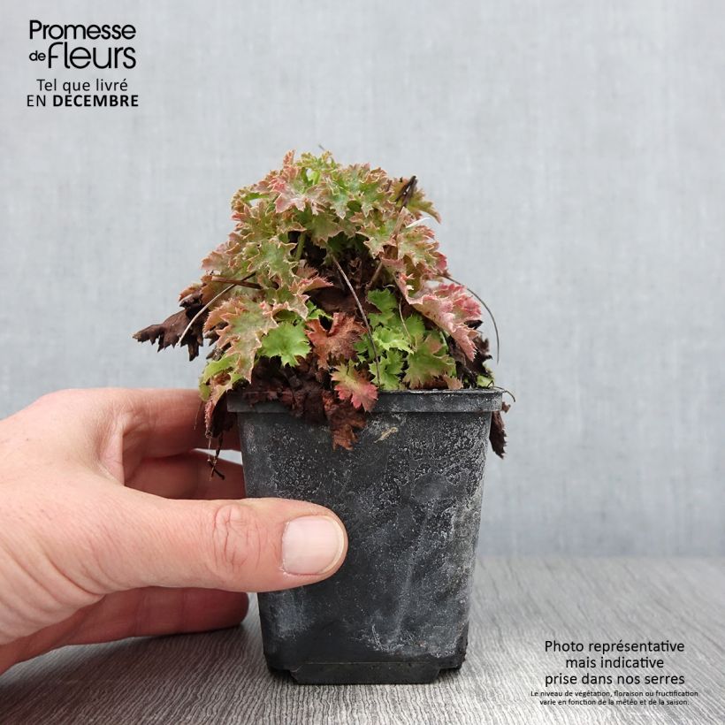 Spécimen de Heuchère - Heuchera Apple Crisp Godet de 8/9 cm tel que livré en automne