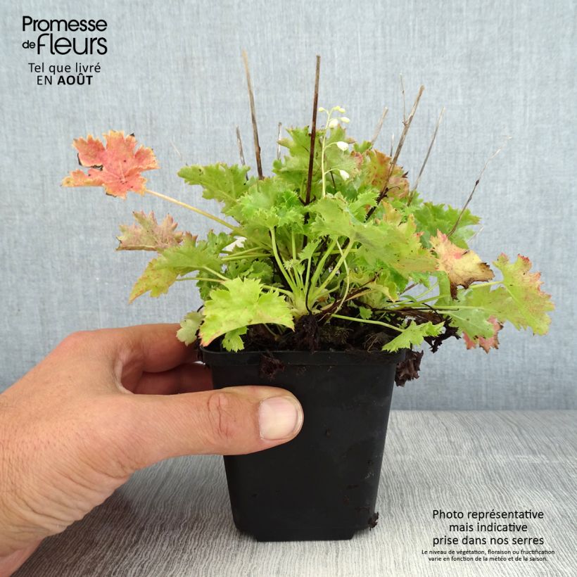Spécimen de Heuchère - Heuchera Apple Crisp Godet de 8/9 cm tel que livré en été