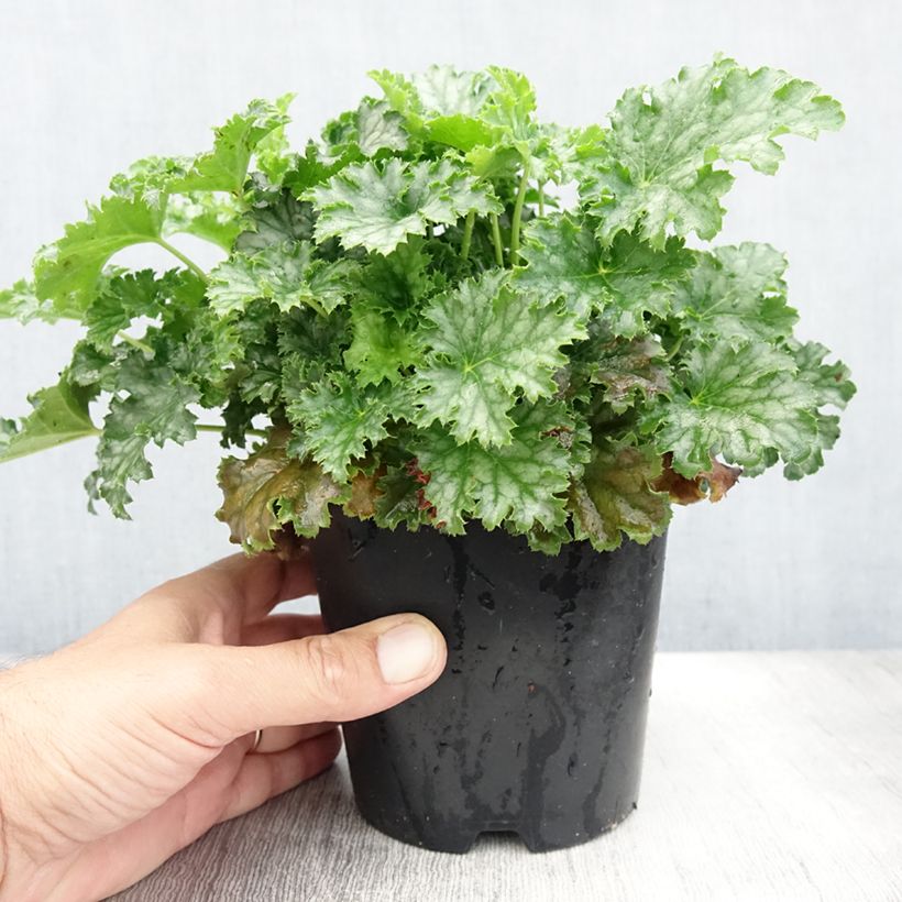 Spécimen de Heuchère - Heuchera Apple Crisp Pot de 1L/1,5L tel que livré en été