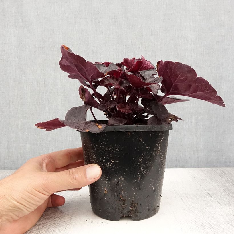 Spécimen de Heuchère - Heuchera Black Forest Cake Pot de 1L/1,5L tel que livré en été
