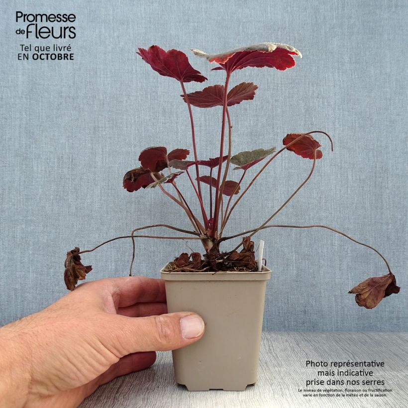 Spécimen de Heuchère - Heuchera Dark Magic Godet de 8/9 cm tel que livré en automne