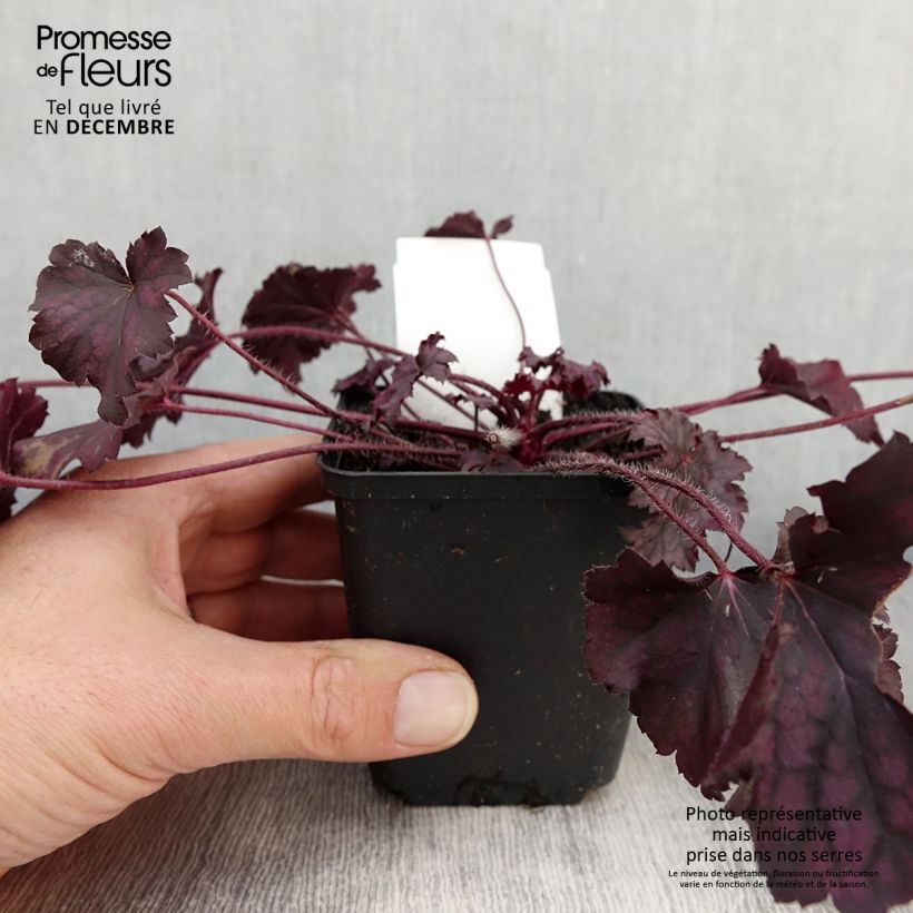 Spécimen de Heuchère - Heuchera Frosted Violet Godet de 8/9 cm tel que livré en automne