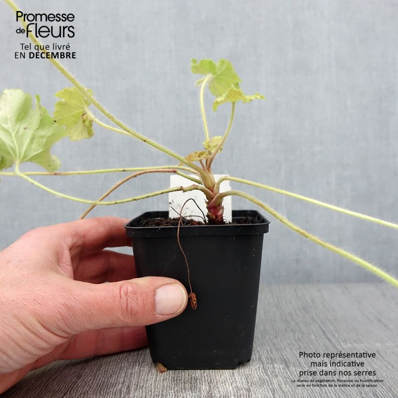 Spécimen de Heuchère - Heuchera Guacamole Godet de 8/9 cm tel que livré en automne