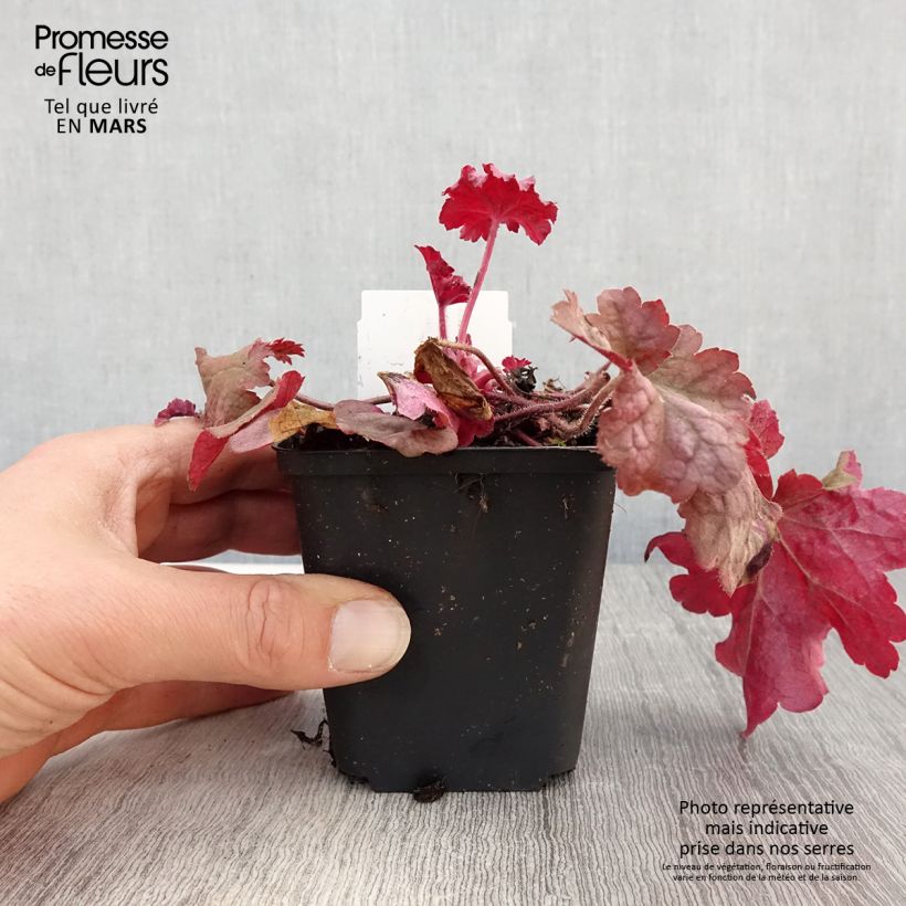 Spécimen de Heuchère - Heuchera Berry Smoothie Godet de 8/9 cm tel que livré au printemps