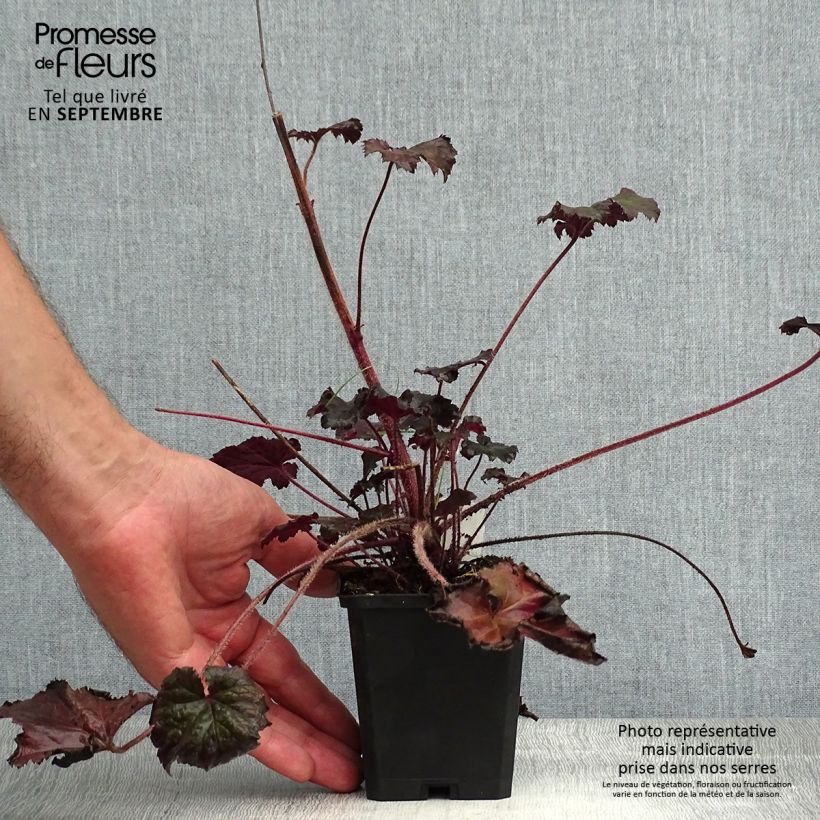 Spécimen de Heuchère - Heuchera Binoche Godet de 8/9 cm tel que livré en été