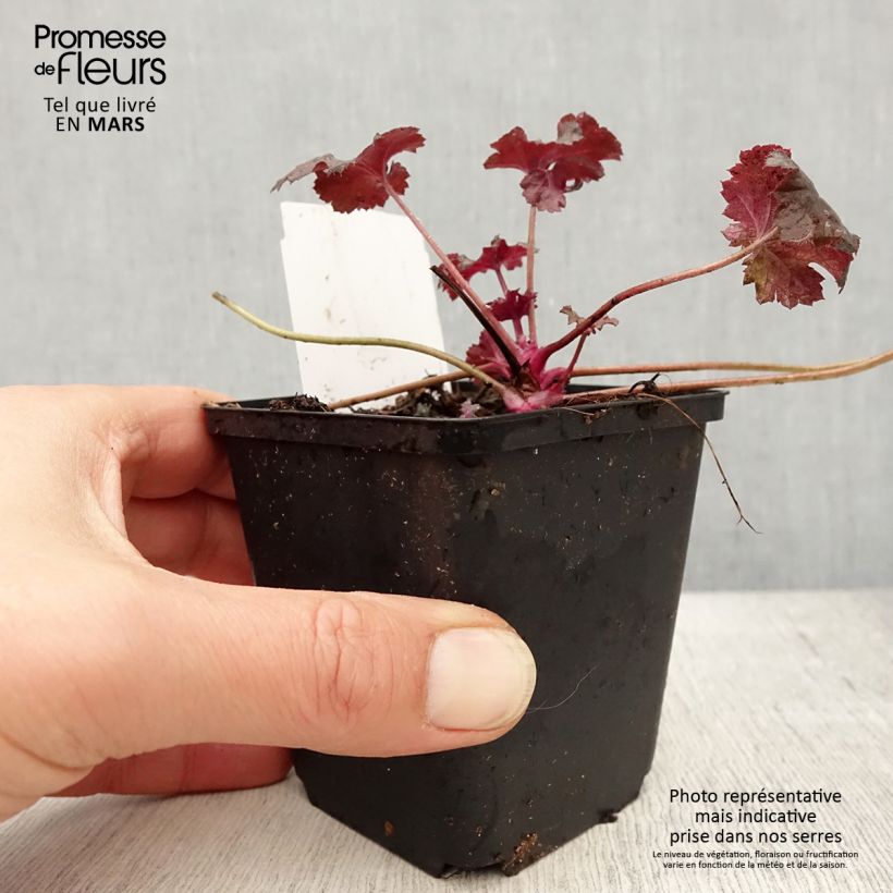 Example of Heuchère - Heuchera Black Pearl  Godet de 8/9 cm as you get in printemps