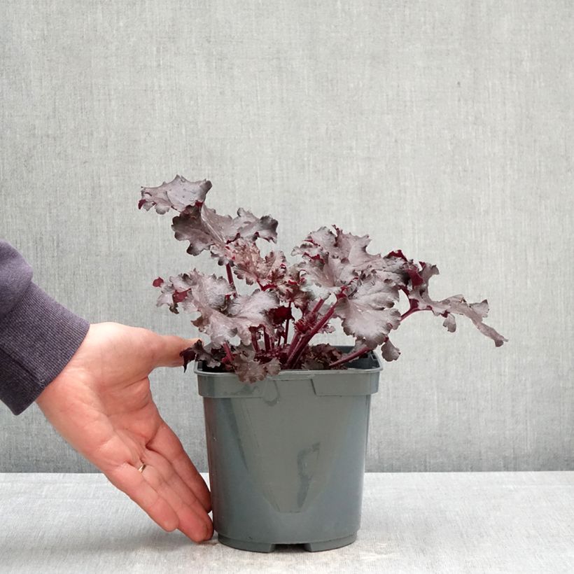 Spécimen de Heuchère - Heuchera Black Pearl  Pot de 2L/3L tel que livré au printemps