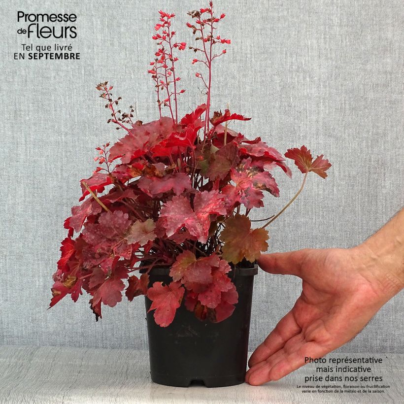 Spécimen de Heuchère - Heuchera Cherry Cola Pot de 1,5L/2L tel que livré en été
