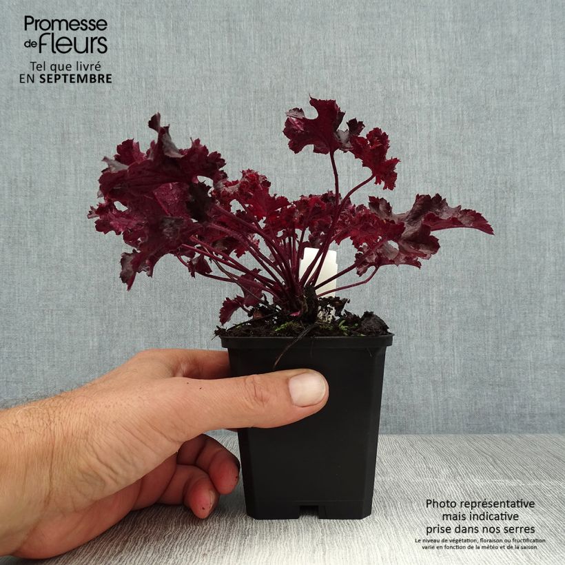 Spécimen de Heuchère - Heuchera Chocolate Ruffles Godet de 8/9 cm tel que livré en été