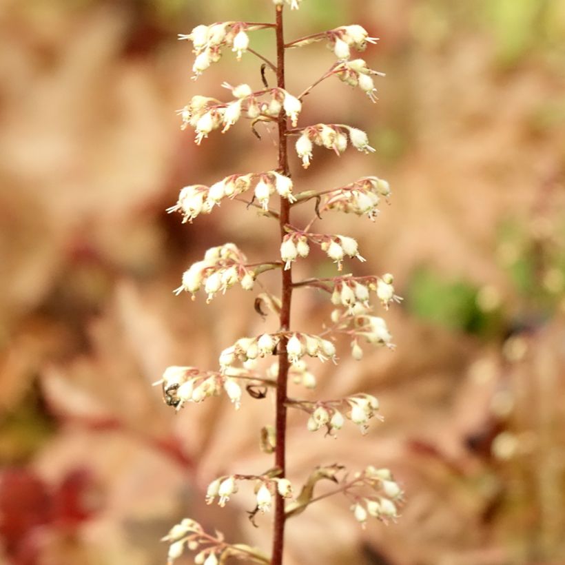 Heuchère - Heuchera Copper Dinosaur (Feuillage)