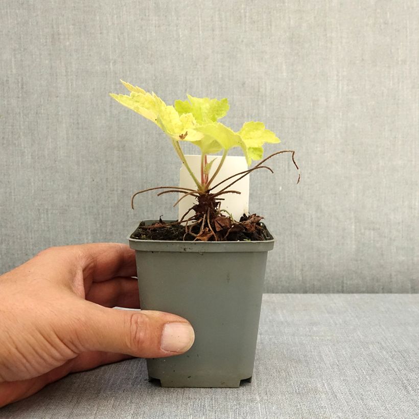 Spécimen de Heuchère - Heuchera Electric Lime Godet de 8/9 cm tel que livré en été