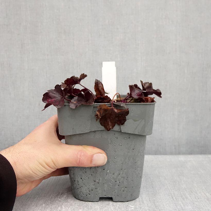 Spécimen de Heuchère - Heuchera Forever Purple Pot de 1,5L/2L tel que livré en automne