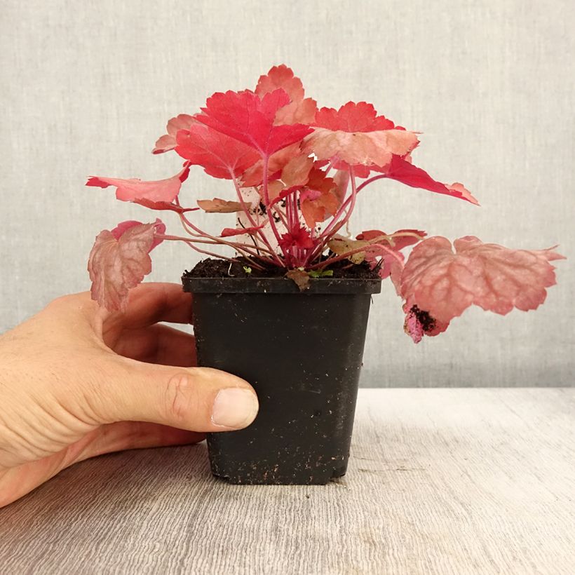 Spécimen de Heuchère - Heuchera Georgia Peach Godet de 8/9 cm tel que livré en automne