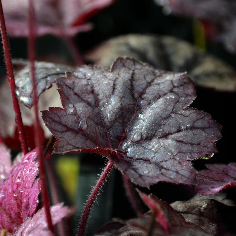 Heuchère - Heuchera Georgia Plum (Foliage)