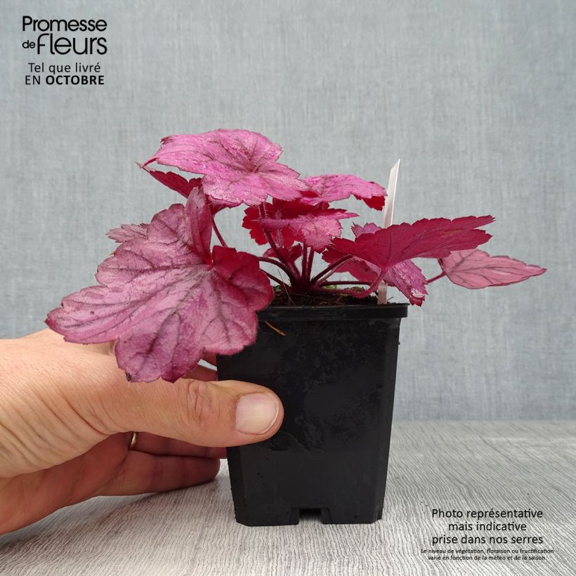 Spécimen de Heuchère - Heuchera Georgia Plum Godet de 8/9 cm tel que livré en automne
