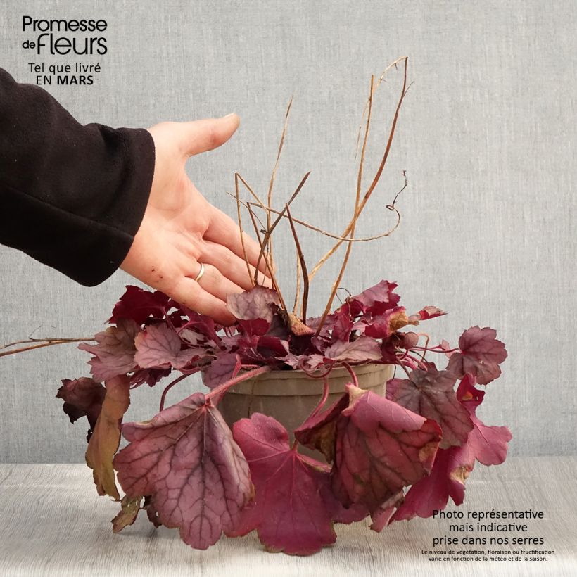Example of Heuchère - Heuchera Georgia Plum Pot de 2L/3L as you get in printemps