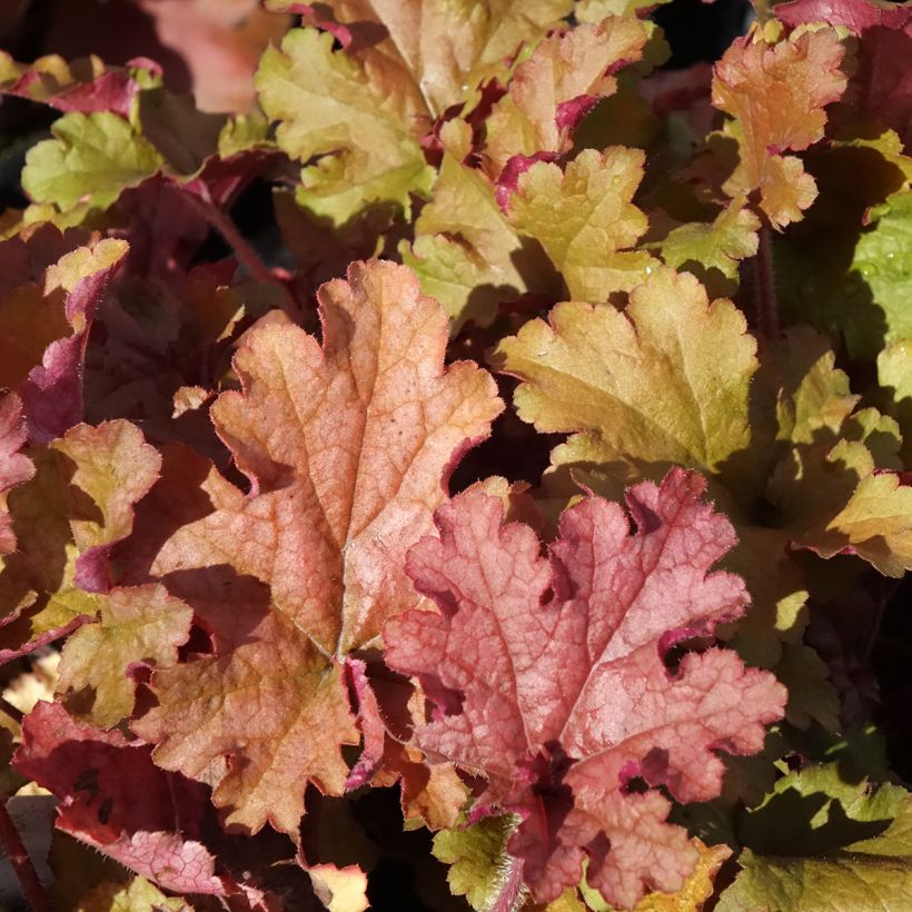 Heuchère - Heuchera Ginger Peach (Feuillage)